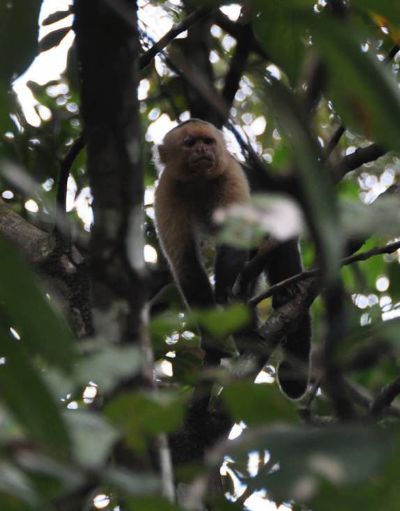 Avistando macacos na estrada de Zancudo, na Costa Rica
